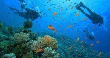 مواقع الغوص والإبحار للجزر البعيدة بالبحر الأحمر تجذب الأوروبيين..أحد المنظمين يؤكد: مدة الرحلات تتخطى الأسبوع وسط البحر.. والكائنات البحرية الفريدة متحف مائى مفتوح.. والروكى والزبرجد والأخوين أبرز الأماكن