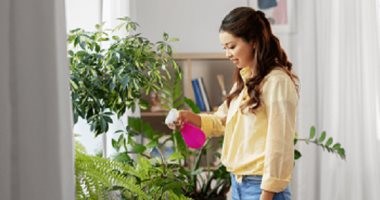 نصائح للعناية بالنباتات المنزلية مع ارتفاع درجات الحرارة.. اهتم بالرى