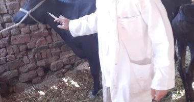 الطب البيطرى بالأقصر يواصل تحصين المواشي ضد الحمى القلاعية والوادى المتصدع
