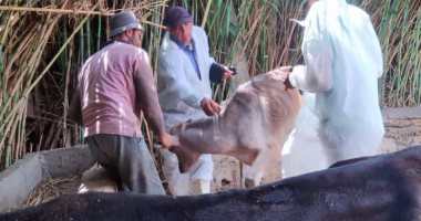 بيطرى دمياط تعلن استمرار حملات التحصين ضد الحمى القلاعية الوادى المتصدع.. صور