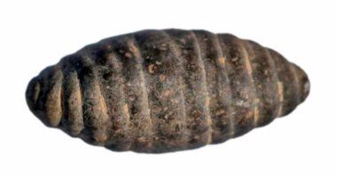اكتشاف شرنقة من الحجر الجيرى عمرها 5200 عام فى الصين