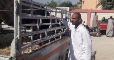 لجنة من بيطرى الأقصر تتابع تحصين المواشى فى سوق أبو قليعى بأرمنت.. صور