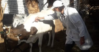 الأقصر تواصل تحصين المواشي ضد الحمى القلاعية والوادى المتصدع.. صور