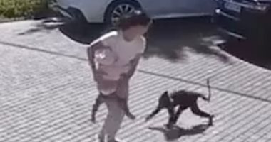 هجمات القرود تسفر عن 42 مصابا فى مدينة يابانية.. صور