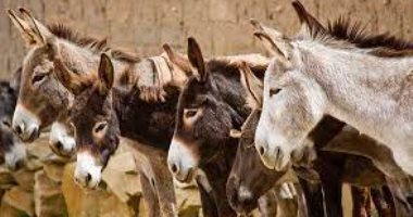 سر تجارة الحمير "الكسر".. أسعارها تبدأ من 300 إلى 500 جنيه.. طبيب بيطرى: الحمار المريض تحول من غذاء للحيوانات المفترسة إلى سوق لتجارة الجلود وتصديرها بـ1000 دولار.. وأجزاؤه تدخل فى صناعات متعددة