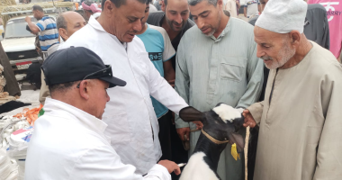 انتظام العمل بأسواق المواشى عقب انتهاء عيد الأضحى المبارك بالغربية