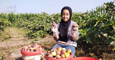 الضحكة ملت الوشوش.. جنى ثمار التين البرشومى من أشجار القليوبية