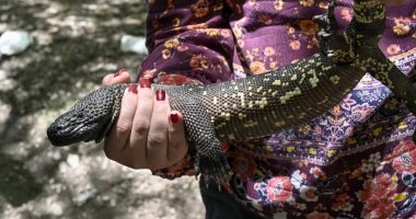 جواتيمالا تكافح لإنقاذ سحلية مهددة بالانقراض رغم سمها المميت