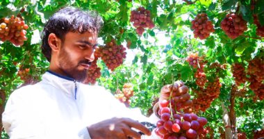 الذهب الأحمر على أرض مصر.. عناقيد العنب الياقوتى من المزرعة للأسواق العالمية
