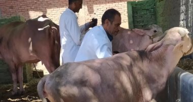تحصين 66 ألف و430 رأس ماشية ضد الحمى القلاعية والوادى المتصدع بالغربية