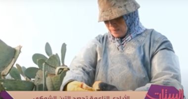 الأيادى الناعمة تحصد التين الشوكى.. حكايات النساء العاملات فى القليوبية