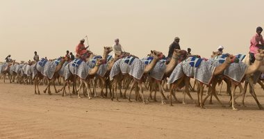 "قلايص الهجن".. عين على الفوز وعين على النسبة بمهرجان ولى العهد 2022 بالسعودية