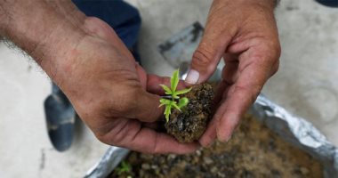 باكستان تتحدى التغير المناخى.. مبادرة رسمية للتشجير فى مواجهة ارتفاع الحرارة