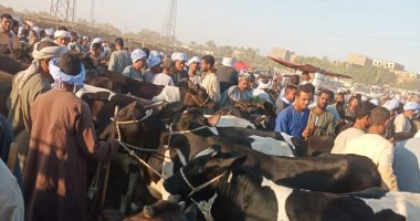الحملة القومية للتحصين ضد مرض الحمى القلاعية وحمى الوادى المتصدع.. بيطرى الأقصر تطعم 13492 رأس ماشية وغنم.. وتؤكد تنفيذ أعمال 273 ندوة إرشادية بيطرية لتوعية المربين.. صور