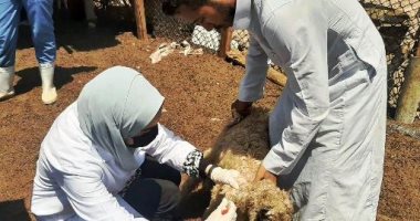 تحصين 200 ألف رأس ماشية للوقاية من الحمى القلاعية والوادى المتصدع بالشرقية
