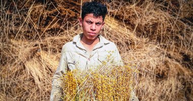 حصاد أقدم محاصيل التاريخ.. الكتان زرعه قدماء المصريين وأبدعوا فى غزل أليافه