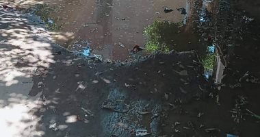 أهالى جزيرة الشعير بالقناطر يطالبون بشبكة صرف صحى.. ومحافظ القليوبية يرد