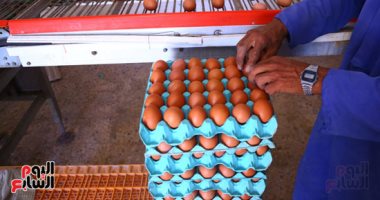 انخفاض سعر كرتونة البيض 25 جنيها اعتبارا من السبت المقبل