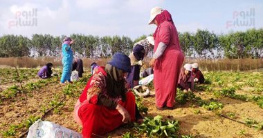 "اليوم السابع" داخل مزارع إنتاج شتلات الفرولة.. سيدات قرية الدير بالقليوبية يبدأن تجهيز المشاتل قبل موسم الزراعة.. العمل يبدأ بالمشتل من شهر أبريل إلى سبتمبر.. وعاملة: "موسم السعد".. صور 