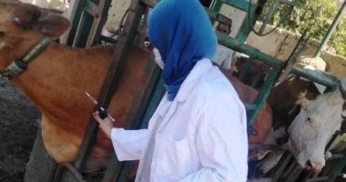 بيطرى الشرقية يفحص 2000 رأس ماشية ضد البروسيلا والسل البقري