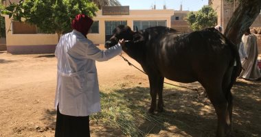 لجان الطب البيطرى بالأقصر تستكمل تحصين المواشي ضد الحمى القلاعية.. صور