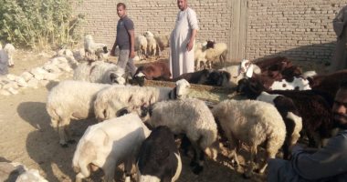 لجنة من الطب البيطري بالأقصر تجرى تحصينات فى سوق أرمنت للمواشي.. صور