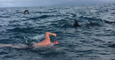 بريطانى يروى قصة إنقاذه من هجوم القرش بمساعدة الدلافين فى نيوزيلندا