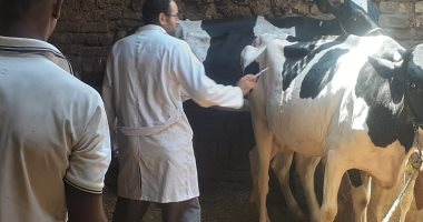 "بيطرى الأقصر" تستكمل الحملة الثانية للتحصين ضد الحمى القلاعية 