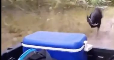 الأخطر فى العالم.. طائر "شبنم" يطارد حراس الحياة البرية بأستراليا "فيديو"