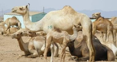 "كَمتيت سليلت" أو "صلاة من أجل الإبل" بلغة قبائل البجا قاطنى مناطق حلايب وشلاتين.. مناسبة توافق يوم عاشوراء.. يتم جمع الإبل وذبح شاة تقربا لله لحفظ المال.. أحد أبناء القبائل: تذكير بشكر الله على نعمه.. صور