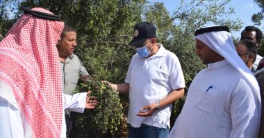 انطلاق موسم جنى الزيتون من المزارع بشمال سيناء.. صور