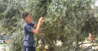 اللؤلؤ الأخضر على أرض الفيروز.. جنى ثمار الزيتون من مزارع سيناء.. فيديو وصور