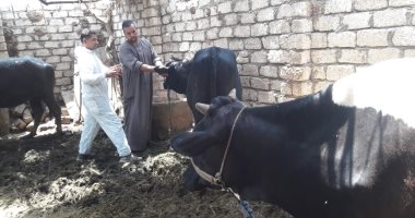 الزراعة تعلن علاج وفحص 1340 رأس ماشية مجانا لصغار المربين بجنوب سيناء