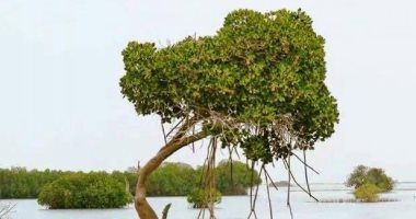 "المانجروف" أقدم الأشجار الساحلية وزينة شواطئ البحر الأحمر.. معروفة بـ"القرم والقندل والشورا".. جذورها حضانات بيئية للكائنات البحرية الدقيقة وبيوت للمهددة بالانقراض منها.. وفروعها أماكن لتزاوج الطيور المختلفة
