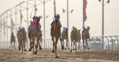 30 جملا مصريا تشارك فى سباق ولى العهد للهجن 2022 بالسعودية