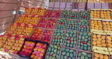 الإسماعيلية تستعد للمهرجان الأول للمانجو.. اعرف التفاصيل.. صور