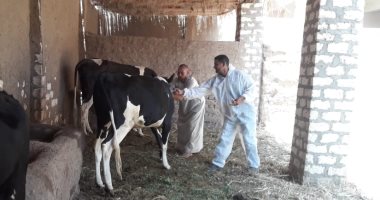 بيطرى الأقصر تواصل حملاتها لتحصين المواشى ضد الحمى القلاعية.. صور