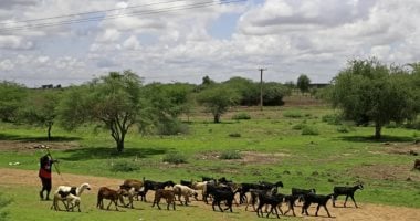 إسبانيا تواجه خطر حرائق الغابات باستخدام "جيش من الماعز والأغنام".. التفاصيل