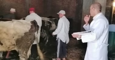 تحصين 23582 رأس ماشية ضد مرض الحمى القلاعية والوادى المتصدع فى البحيرة