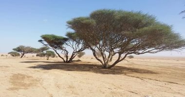 أشجار تاريخية عرفها الفراعنة بالصحراء الشرقية.. "الأكاسيا" أطلق عليها شجرة إيزيس وصديقة الراعى.. و"التنين" تنبت فوق قمم جبال علبة واستخدمها القدماء فى التحنيط.. وشجرة المانجروف تأوى الطيور النادرة.. صور