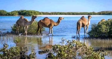 تفاصيل أكبر مشروع لزراعة غابات من "المانجروف" لمواجهة التغيرات المناخية.. استزراع 300 ألف شتلة بمساحة 500 فدان.. إنشاء 4 مشاتل في سفاجا وحماطة وشلاتين ومحمية نبق لتعظيم إمكانيتها الاقتصادية والبيئية والسياحية