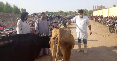 لجنة من الطب البيطرى بالأقصر تفحص وتحصن المواشى فى سوق الحبيل.. صور