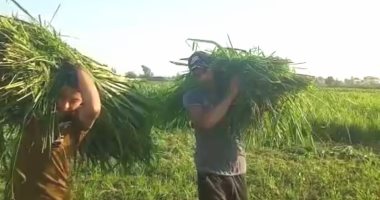 نجاح زراعة علف "البونيكام" بديلا للبرسيم الحجازى والأعلاف الخضراء بالبحيرة.. صور