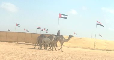 "العلمين الجديدة" تتزين لمهرجان الهجن.. 800 جمل من جميع المحافظات تصل الساحل الشمالى.. مشاركة الهجانة فى أول سباق لموسم الصيف الجديد والرابع من نوعه.. الميدان يستعد لانطلاق البطولة.. والهجانة جاهزون.. صور