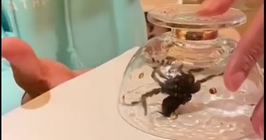 عكس شجاعته فى الأفلام.. ويل سميث يهرب من عنكبوت كبير داخل منزله "فيديو وصور"
