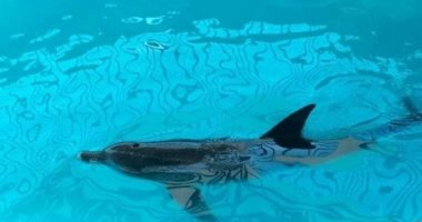"التعليم العالى": نجاح فريق علوم البحار فى إعادة دولفين إلى البيئة البحرية