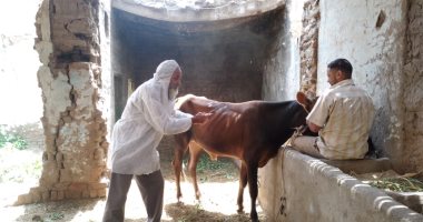 لجان الطب البيطري بالأقصر تستكمل تحصين المواشى ضمن الحملة القومية الثانية