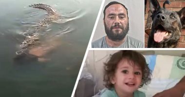 الدنيا اتقلب حالها.. شاب يصارع سمكة قرش على أحد شواطئ نيويورك والمشهد يصيب المصطافين بالرعب.. 8 شهور سجن لبريطانى "عض" كلبا بوليسيا وأصابه بجروح فى الرأس.. وطفلة تنتقم من ثعبان سام بـ"عضة قاتلة" بعد أن لدغها