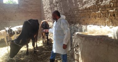 مدير بيطرى الأقصر يكشف تفاصيل عمل 7 لجان لتحصين المواشي بالقرى والنجوع.. صور