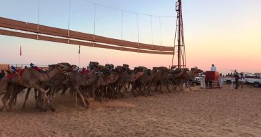 انطلاق أول أشواط سباق الهجن بالعلمين.. صور